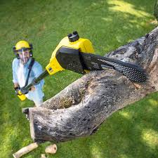 Best Leaf Removal  in Onalaska, TX