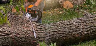 Best Tree Preservation Services  in Onalaska, TX