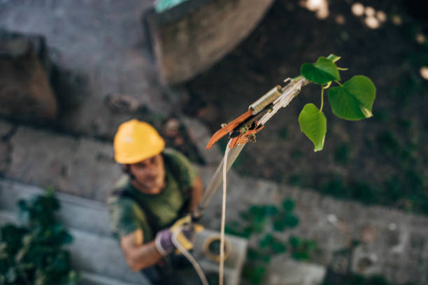 Best Tree Health Inspection  in Onalaska, TX