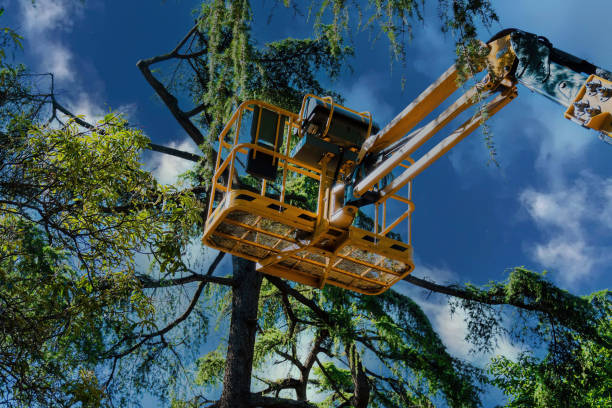 Best Palm Tree Trimming  in Onalaska, TX