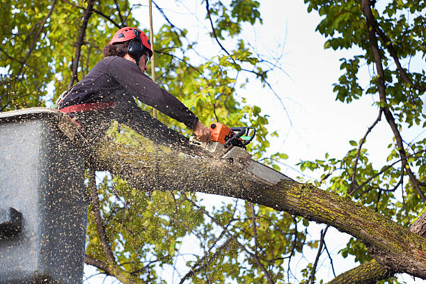 Best Hedge Trimming  in Onalaska, TX