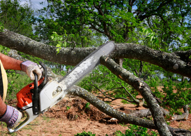 Best Tree Removal  in Onalaska, TX
