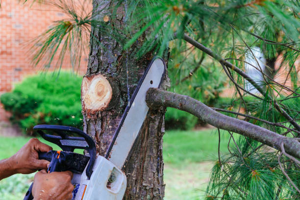 How Our Tree Care Process Works  in  Onalaska, TX